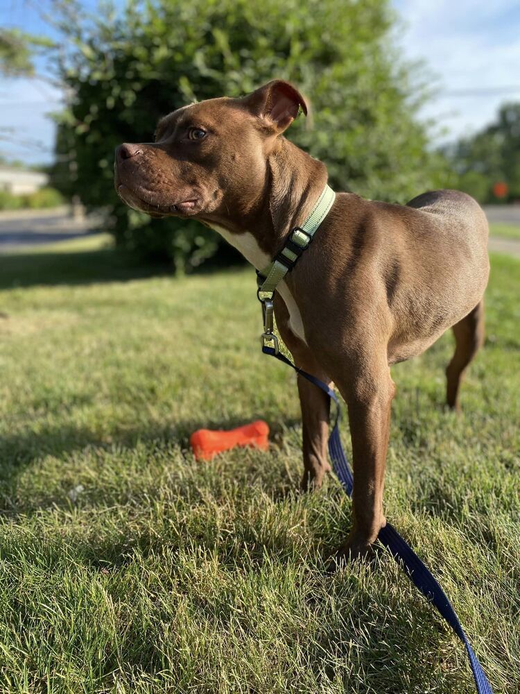 Chevy (23-203 D), an adoptable Mixed Breed in Lansing, MI, 48910 | Photo Image 6