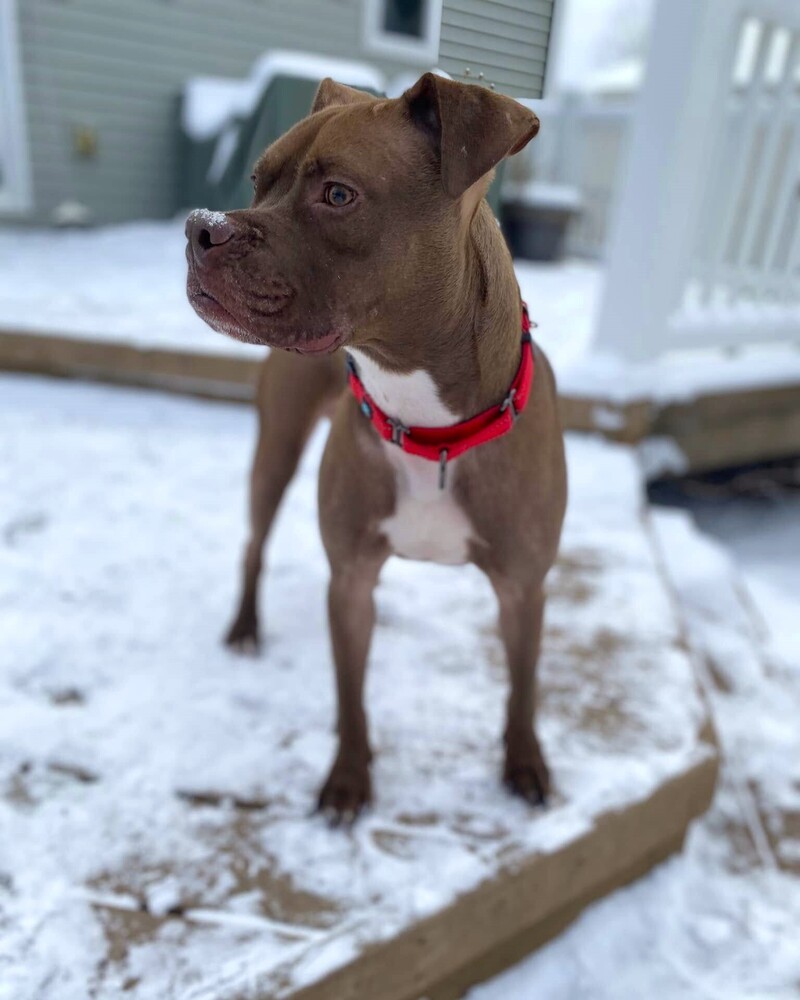 Chevy (23-203 D), an adoptable Mixed Breed in Lansing, MI, 48910 | Photo Image 6