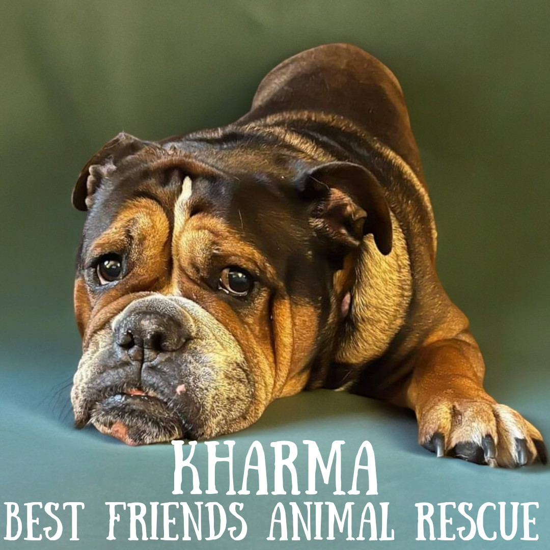 Kharma, an adoptable English Bulldog in Wasilla, AK, 99654 | Photo Image 1