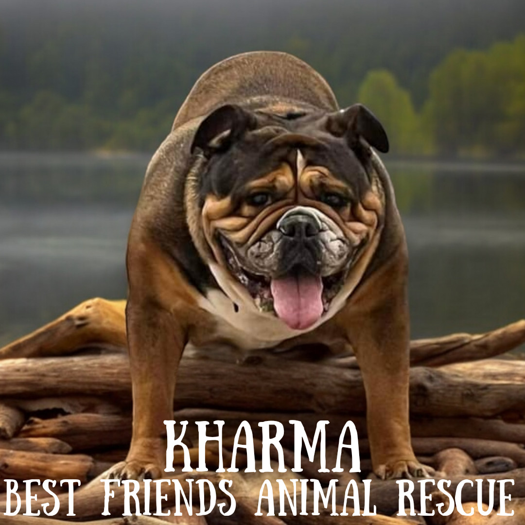Kharma, an adoptable English Bulldog in Wasilla, AK, 99654 | Photo Image 2