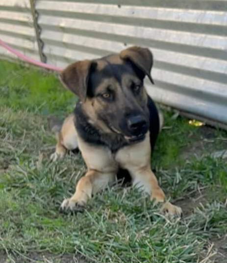 Dex, an adoptable German Shepherd Dog, Labrador Retriever in Albany, OR, 97321 | Photo Image 1