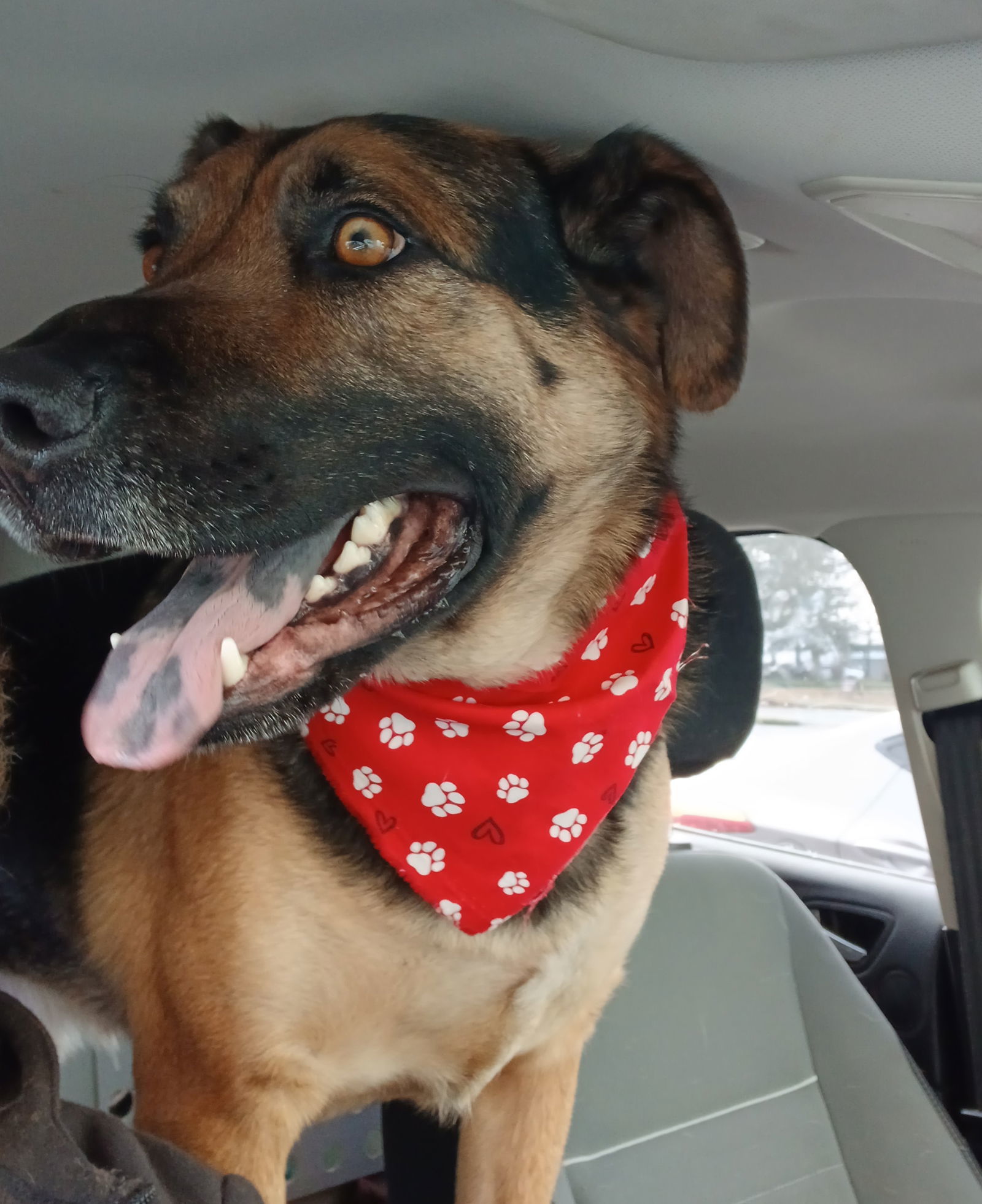 Dex, an adoptable German Shepherd Dog, Labrador Retriever in Albany, OR, 97321 | Photo Image 1