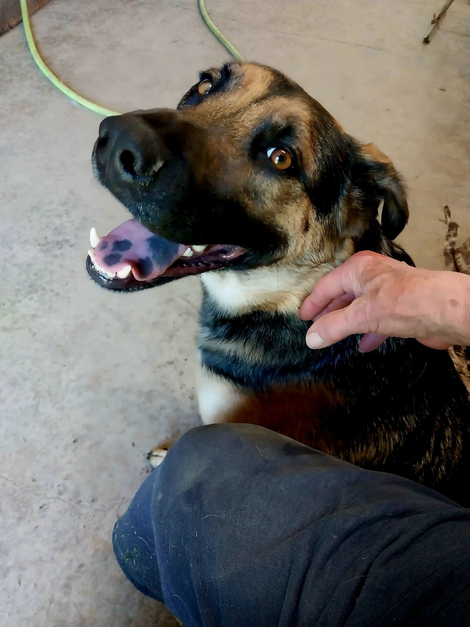 Dex, an adoptable German Shepherd Dog, Labrador Retriever in Albany, OR, 97321 | Photo Image 3