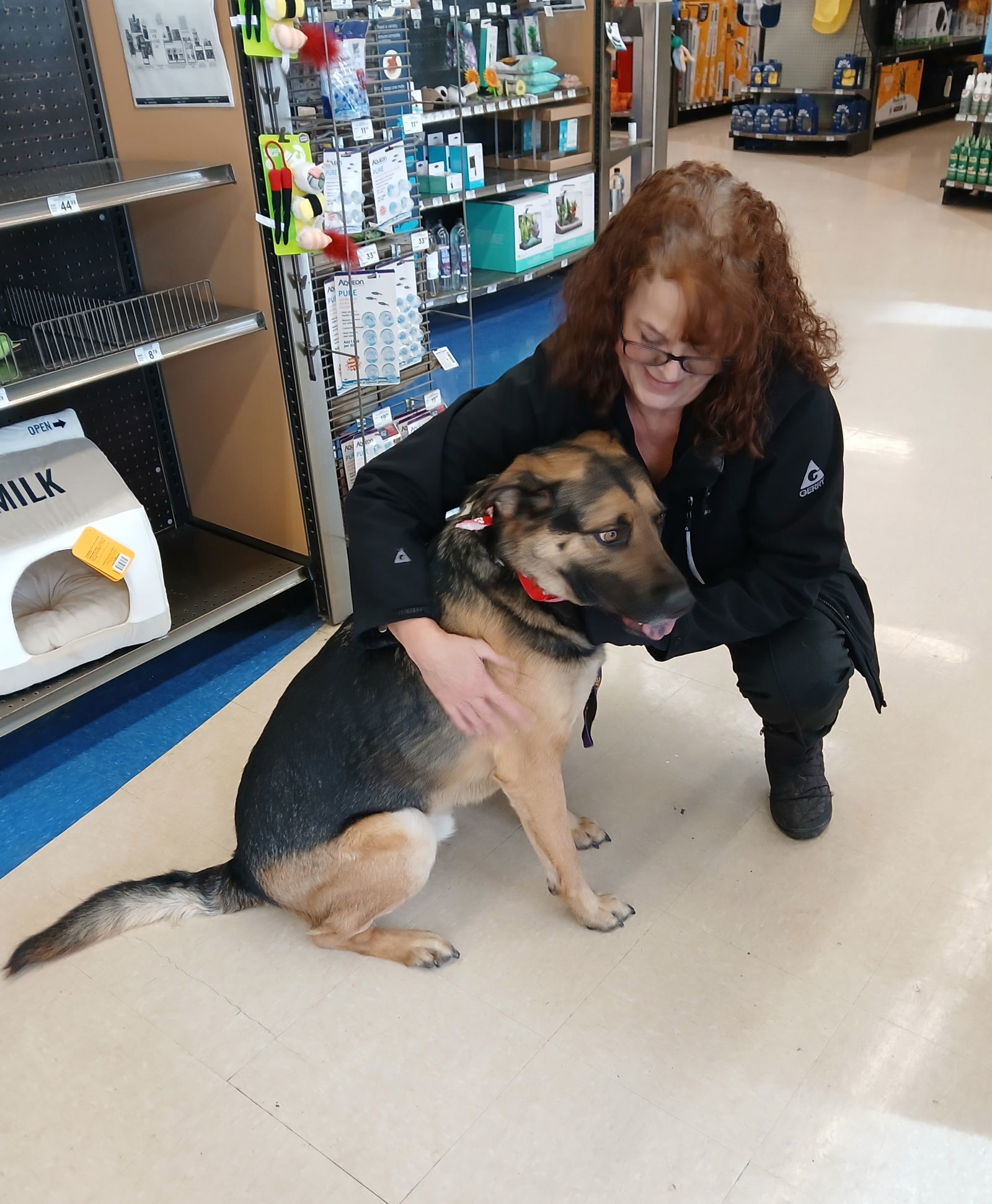 Dex, an adoptable German Shepherd Dog, Labrador Retriever in Albany, OR, 97321 | Photo Image 3