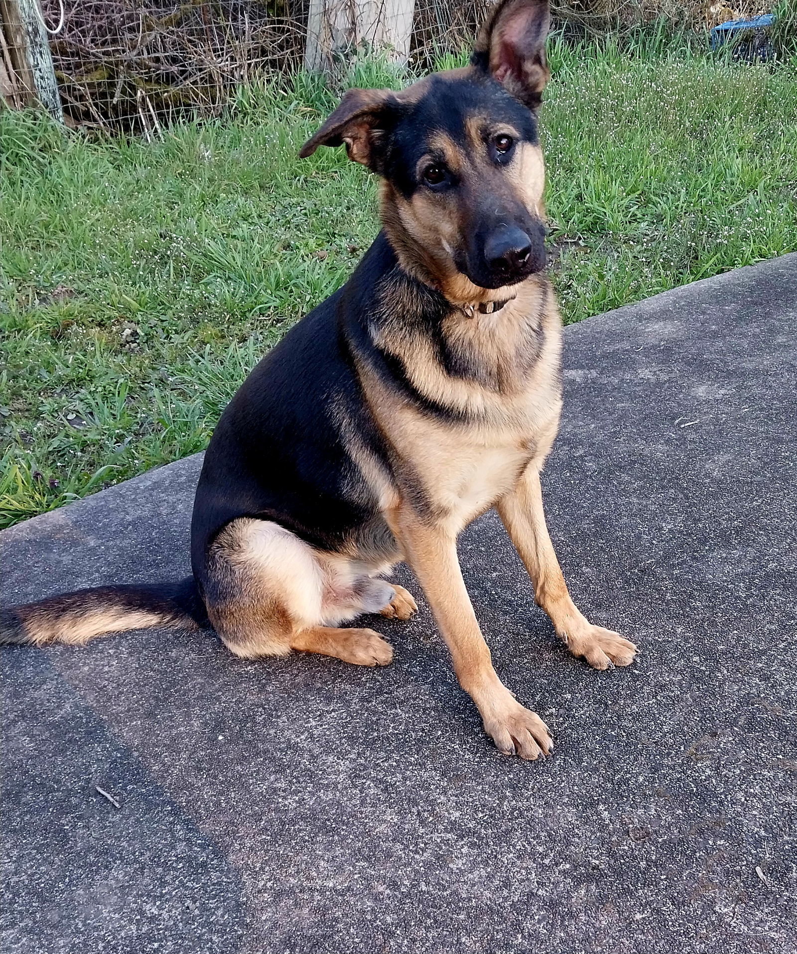 Kaziah, an adoptable German Shepherd Dog in Albany, OR, 97321 | Photo Image 1