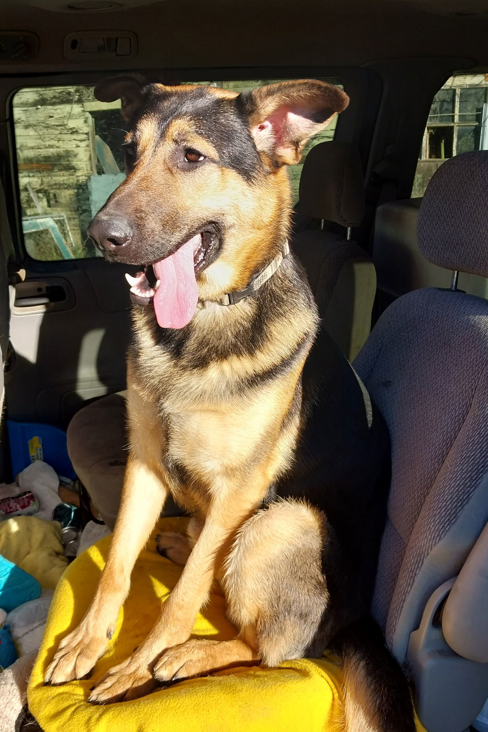 Kaziah, an adoptable German Shepherd Dog in Albany, OR, 97321 | Photo Image 2
