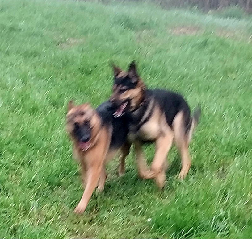 Kaziah, an adoptable German Shepherd Dog in Albany, OR, 97321 | Photo Image 3