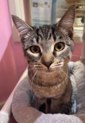 Read a book, adopt a cat at new Petaluma adoption center