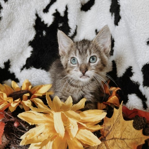 Walnut, an adoptable Domestic Short Hair in North Battleford, SK, S9A 2M7 | Photo Image 1