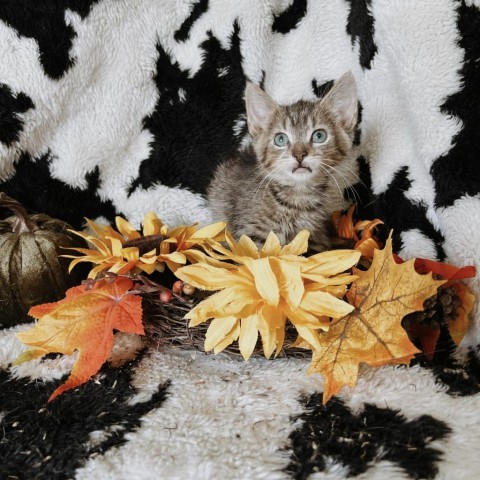 Walnut, an adoptable Domestic Short Hair in North Battleford, SK, S9A 2M7 | Photo Image 2