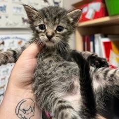 Walnut, an adoptable Domestic Short Hair in North Battleford, SK, S9A 2M7 | Photo Image 4