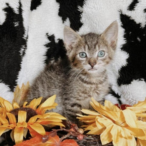 Walnut, an adoptable Domestic Short Hair in North Battleford, SK, S9A 2M7 | Photo Image 5