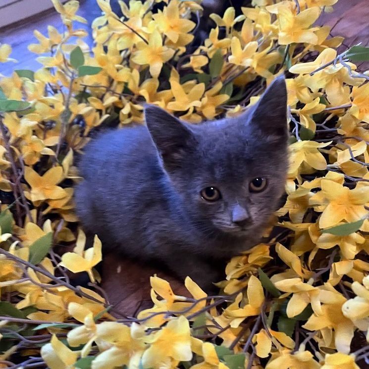 Cat for adoption Pepper B 1023, a Domestic Short Hair in West
