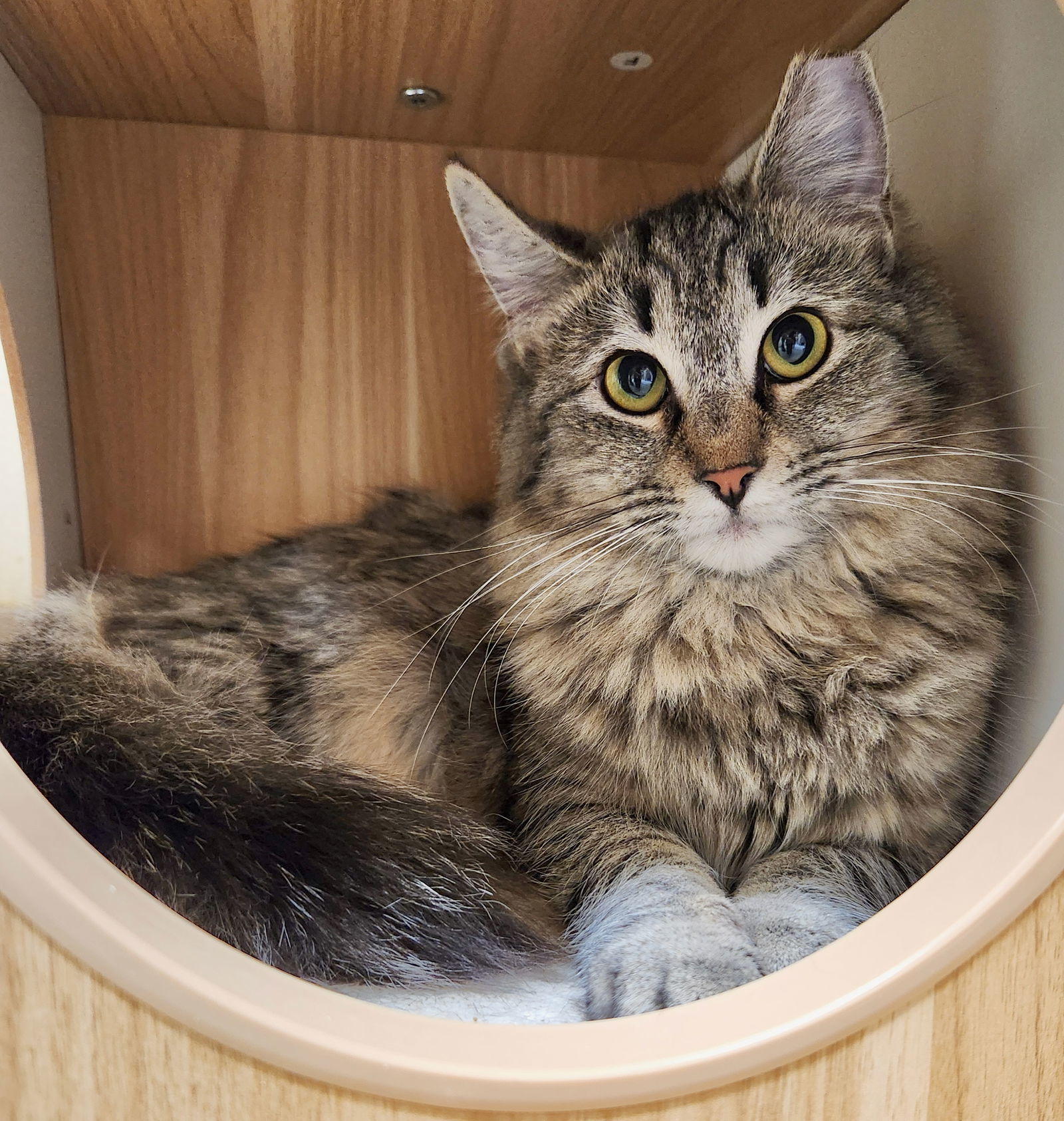 Alexis, an adoptable Domestic Medium Hair in Phoenix, AZ, 85027 | Photo Image 2