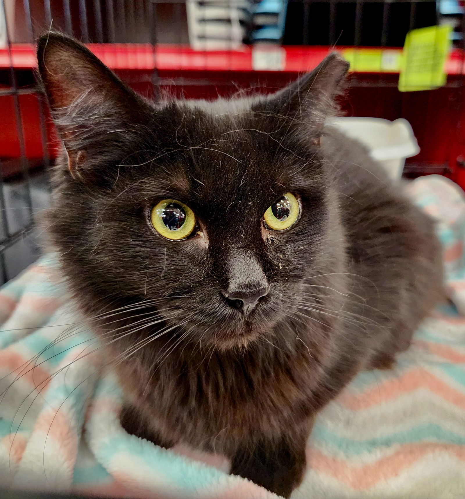 Stevie, an adoptable Domestic Medium Hair in Phoenix, AZ, 85027 | Photo Image 1