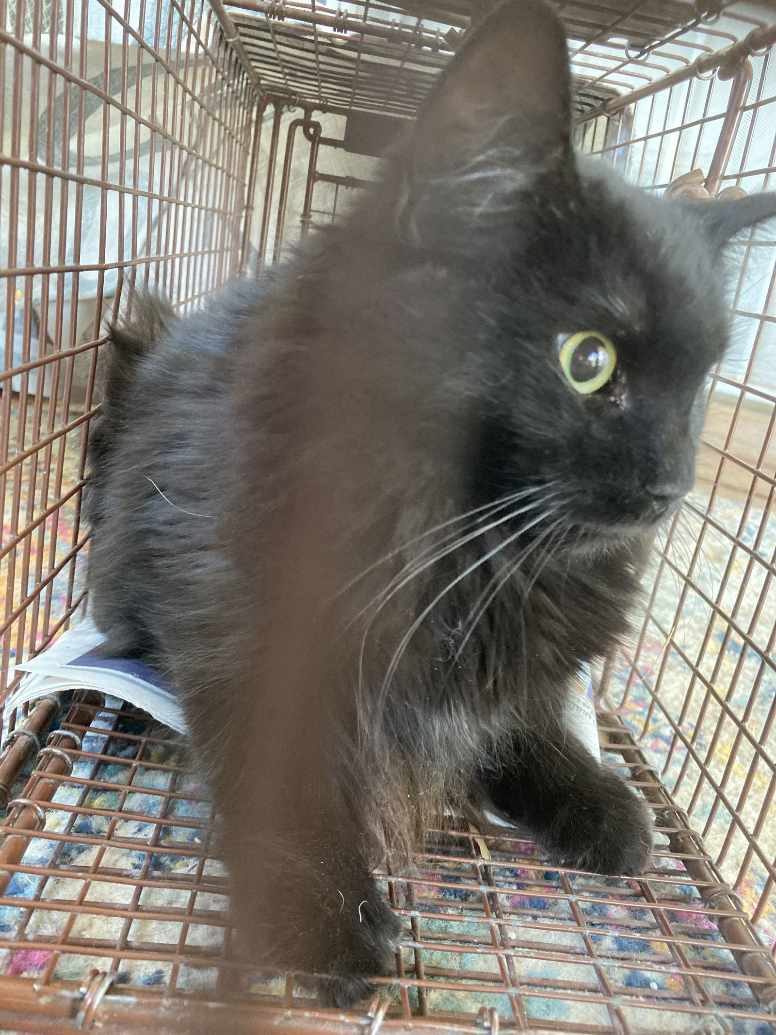 Stevie, an adoptable Domestic Medium Hair in Phoenix, AZ, 85027 | Photo Image 3