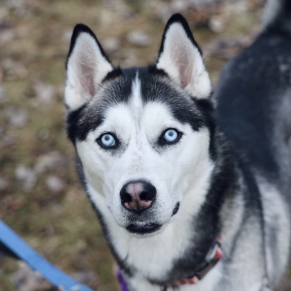 Sky, an adoptable Siberian Husky, Mixed Breed in Hastings, MN, 55033 | Photo Image 1