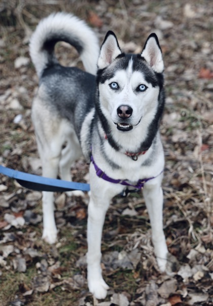 Sky, an adoptable Siberian Husky, Mixed Breed in Hastings, MN, 55033 | Photo Image 2