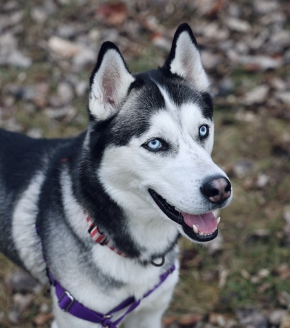 Sky, an adoptable Siberian Husky, Mixed Breed in Hastings, MN, 55033 | Photo Image 3