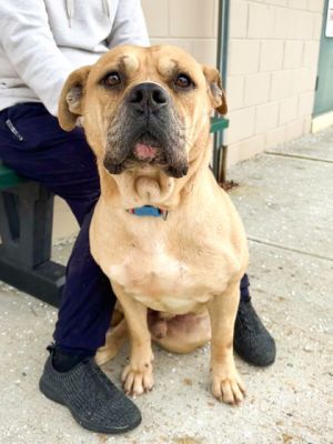 Shrek, Adult Male Mixed Breed