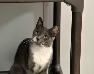 KAYA