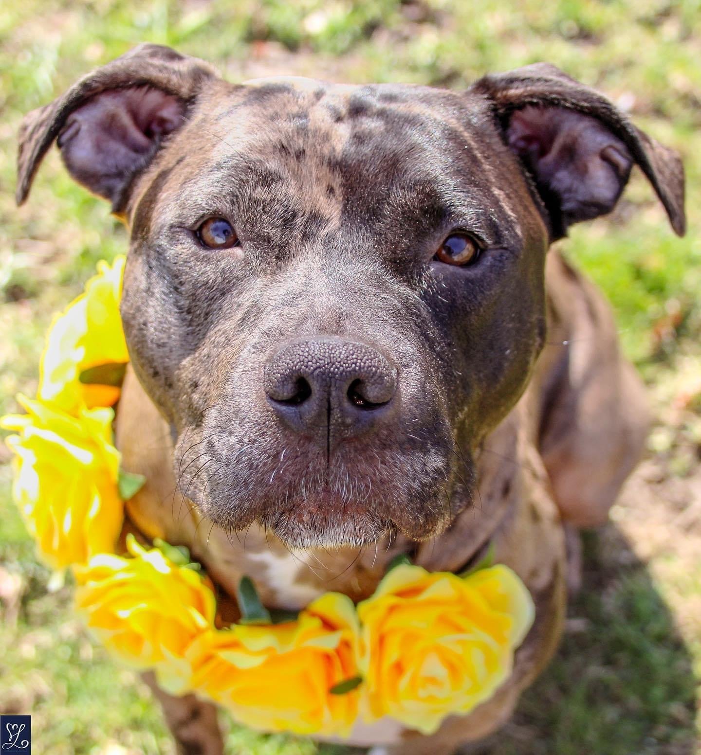 Wrigley, an adoptable Pit Bull Terrier in Rochester, NY, 14610 | Photo Image 1