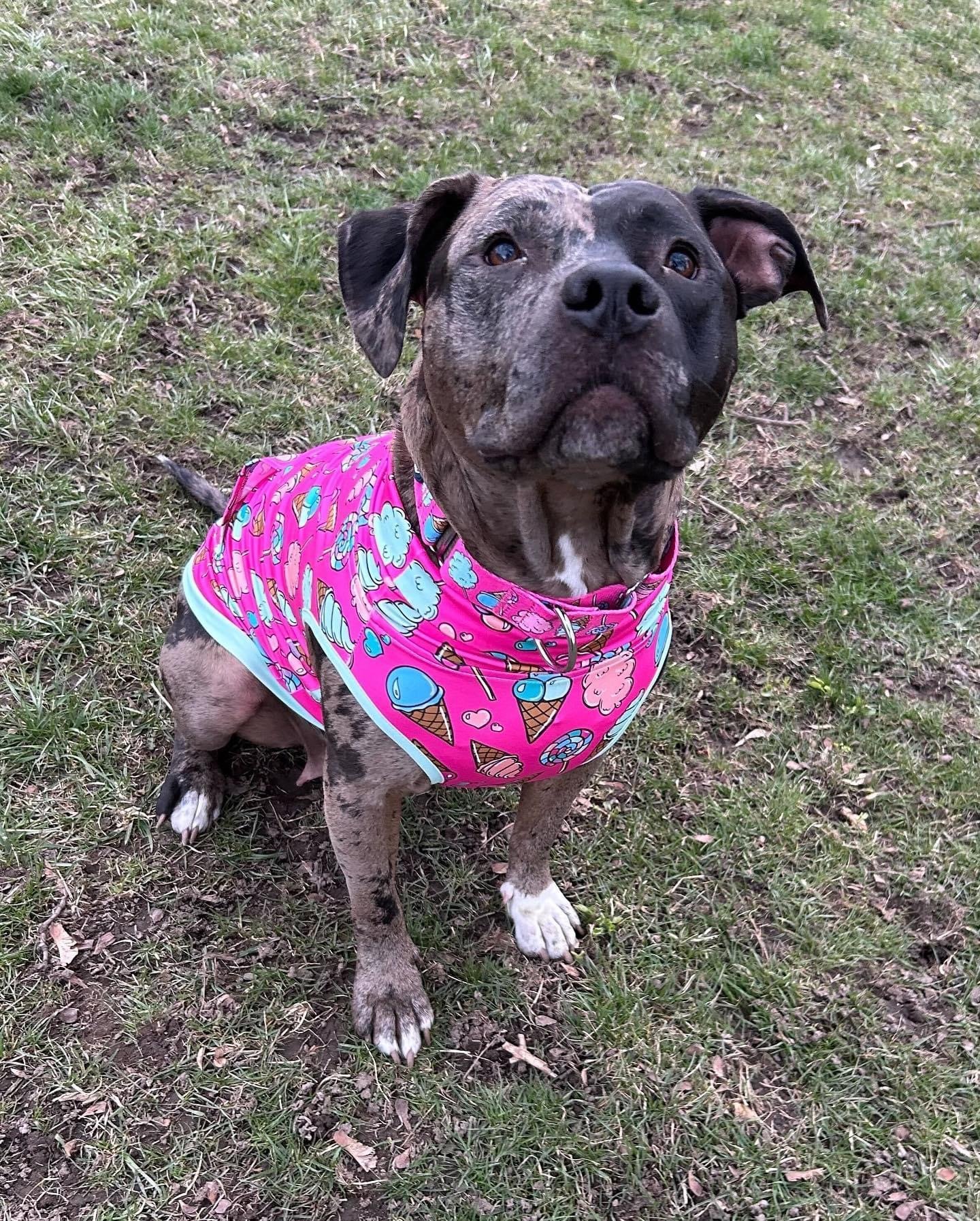 Wrigley, an adoptable Pit Bull Terrier in Rochester, NY, 14610 | Photo Image 3