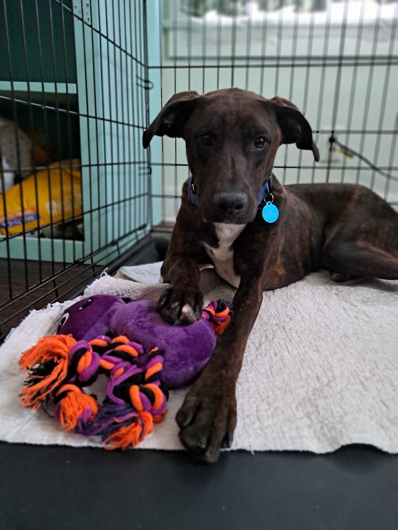 Crate training outlet whippet