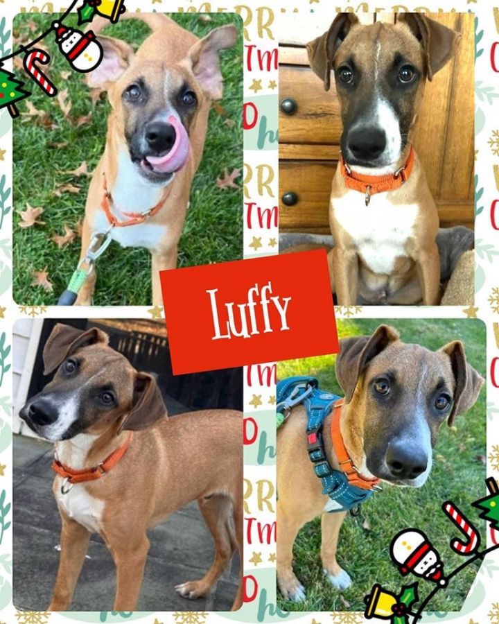 Dog for adoption - Luffy, a Catahoula Leopard Dog & Greyhound Mix in ...