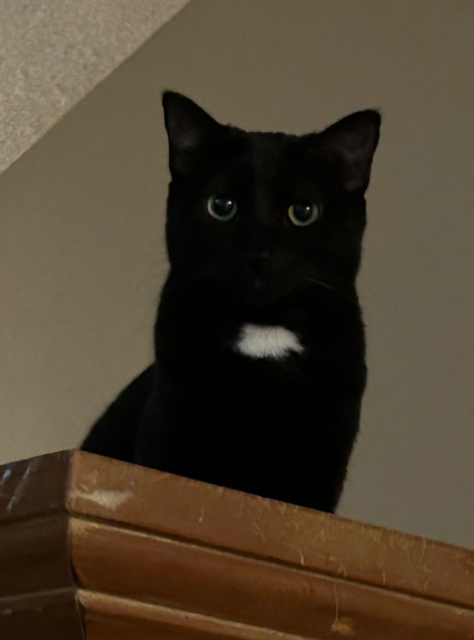 Sabrina, an adoptable Domestic Short Hair in Phoenix, AZ, 85027 | Photo Image 1