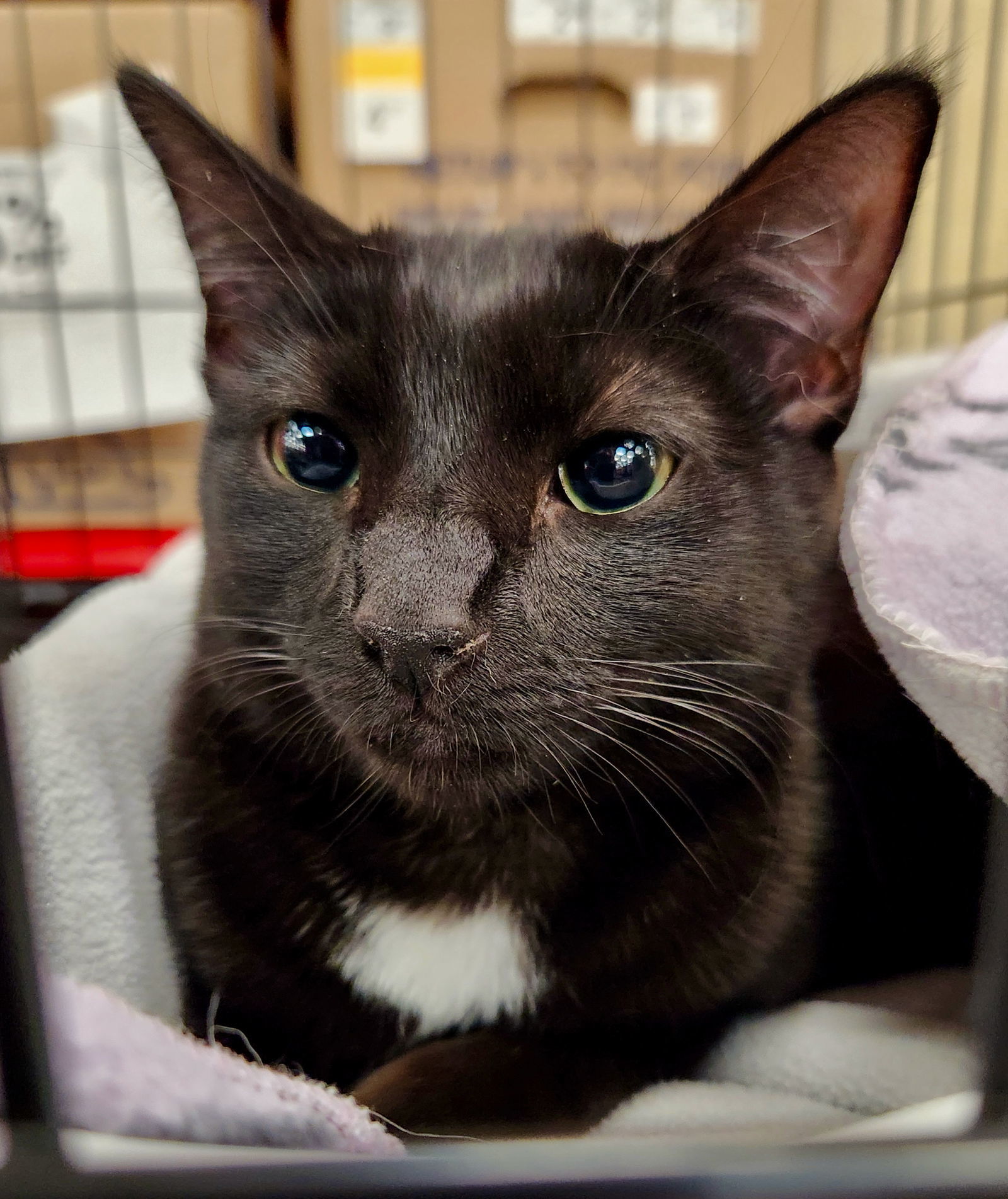 Sabrina, an adoptable Domestic Short Hair in Phoenix, AZ, 85027 | Photo Image 2