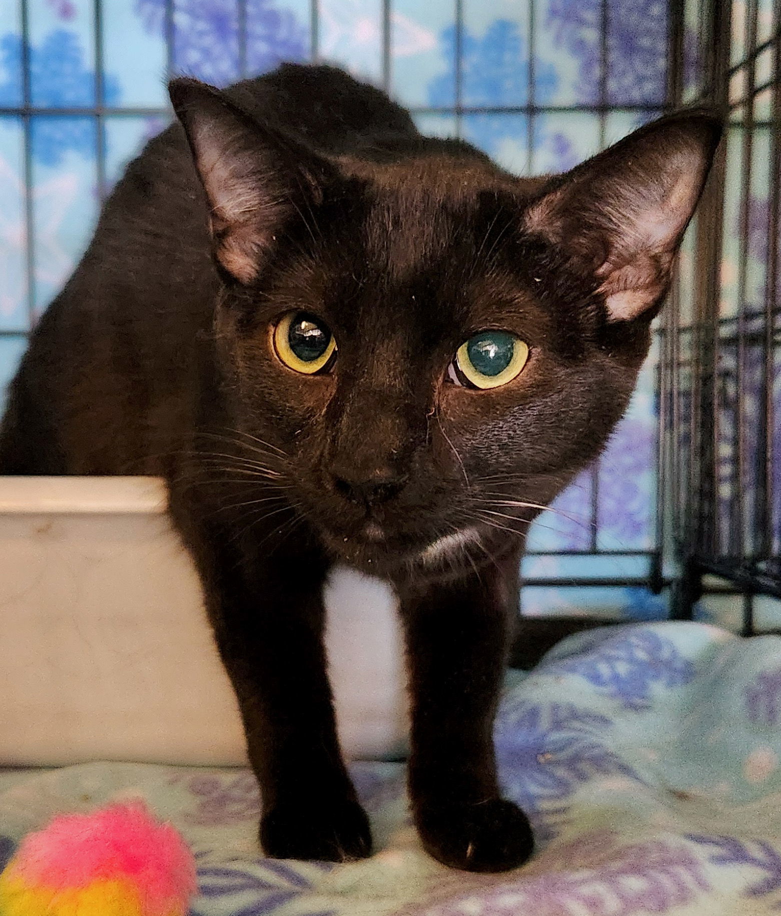 Sabrina, an adoptable Domestic Short Hair in Phoenix, AZ, 85027 | Photo Image 3