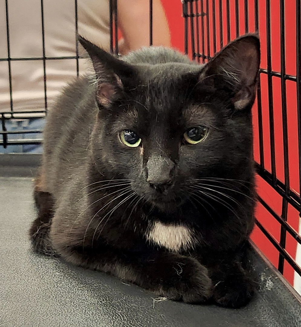 Sabrina, an adoptable Domestic Short Hair in Phoenix, AZ, 85027 | Photo Image 3