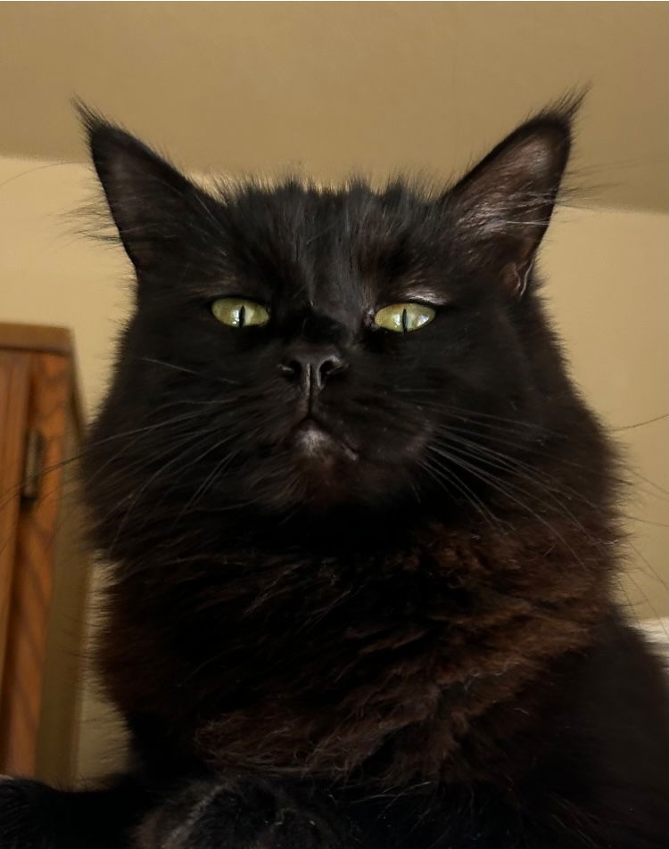 Tabitha, an adoptable Domestic Short Hair in Phoenix, AZ, 85027 | Photo Image 1