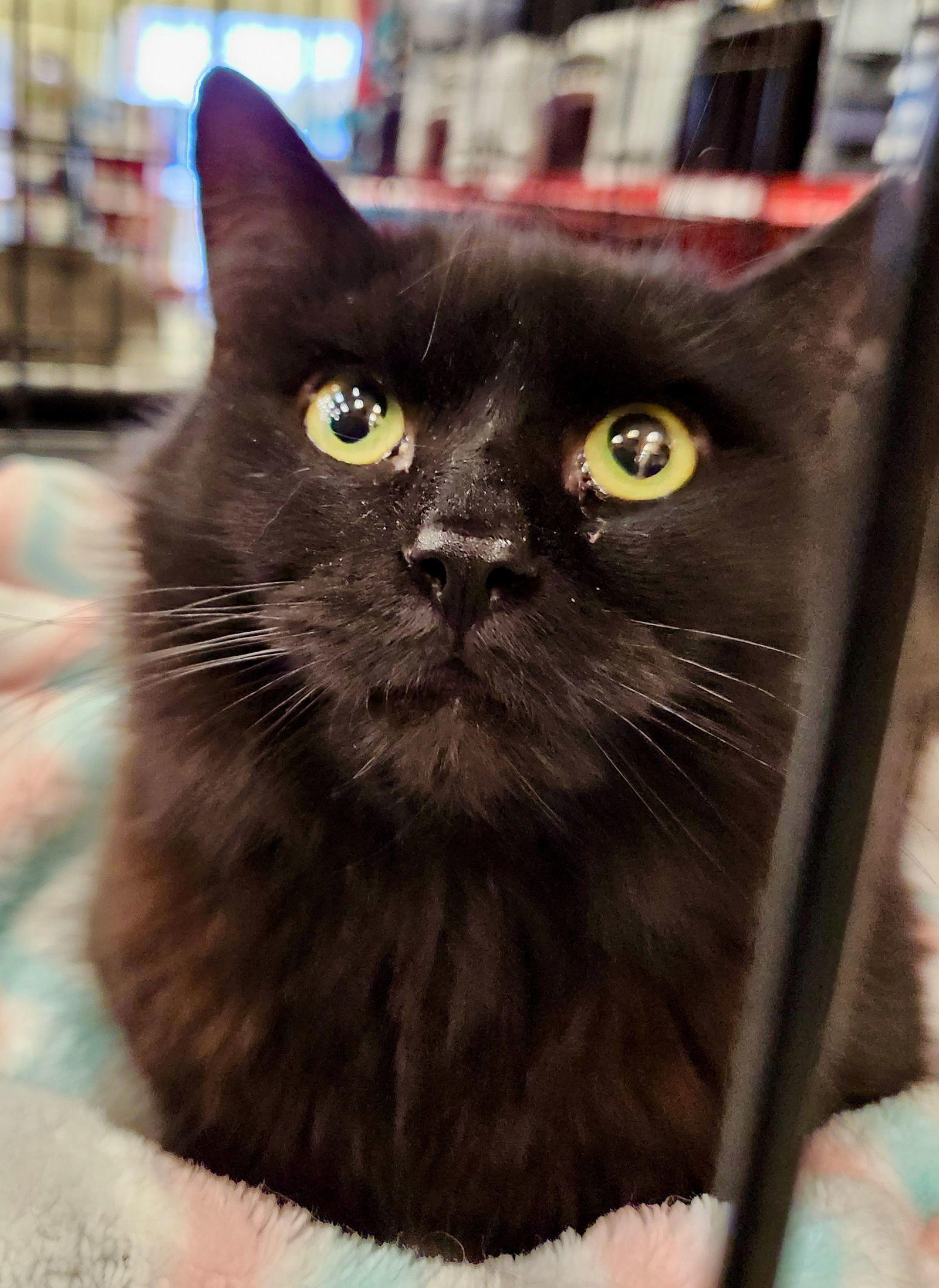Tabitha, an adoptable Domestic Short Hair in Phoenix, AZ, 85027 | Photo Image 2