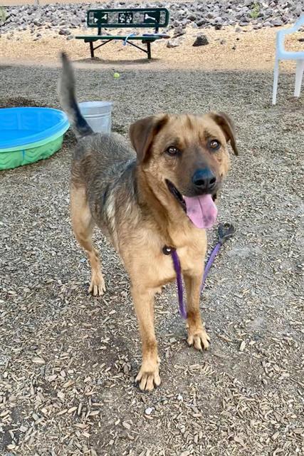 IVAN, an adoptable Golden Retriever, Mixed Breed in Albuquerque, NM, 87112 | Photo Image 1