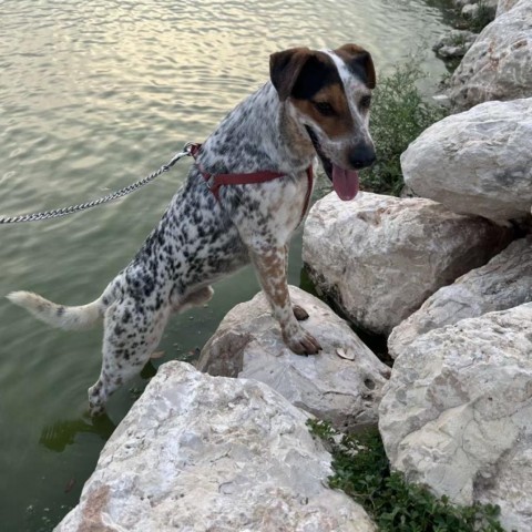 Roper, an adoptable Cattle Dog in Harlingen, TX, 78550 | Photo Image 1