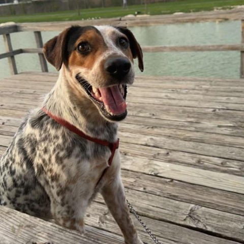 Roper, an adoptable Cattle Dog in Harlingen, TX, 78550 | Photo Image 2