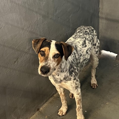 Roper, an adoptable Cattle Dog in Harlingen, TX, 78550 | Photo Image 3