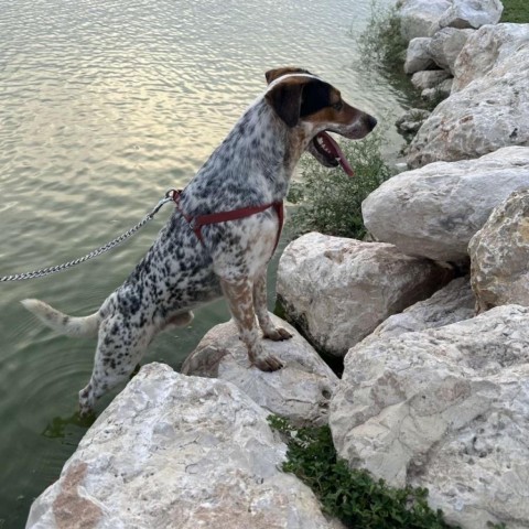 Roper, an adoptable Cattle Dog in Harlingen, TX, 78550 | Photo Image 4