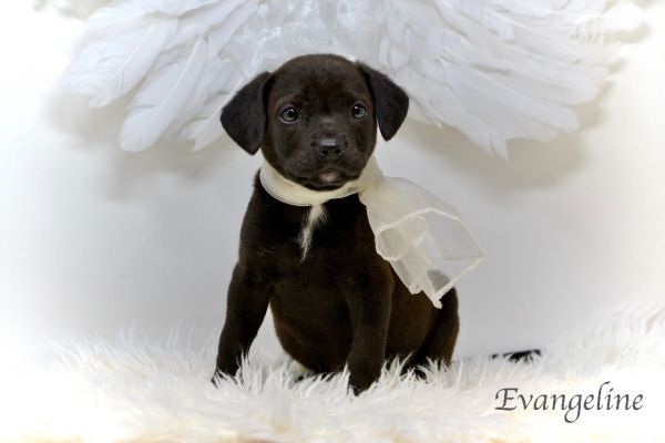 Evangeline