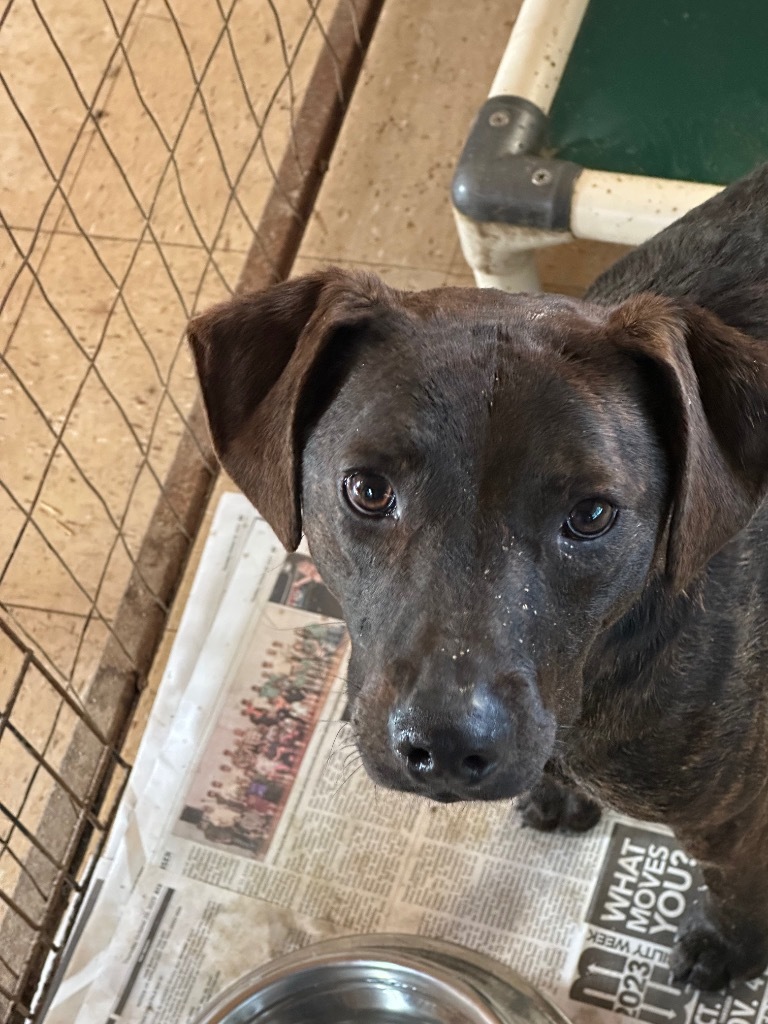 TIMMY, an adoptable Labrador Retriever, Terrier in Marianna, FL, 32447 | Photo Image 1