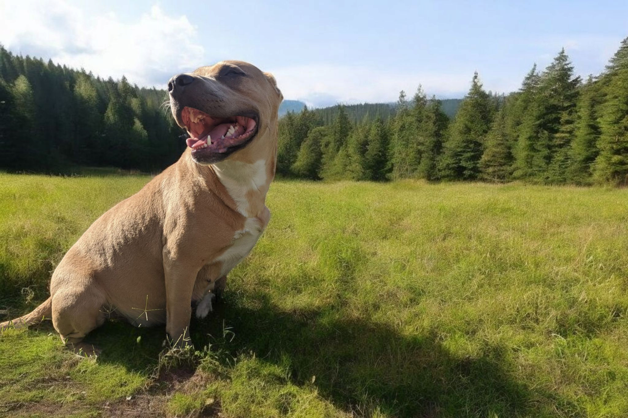 Trixie, an adoptable American Staffordshire Terrier, Mixed Breed in Madera, CA, 93638 | Photo Image 1