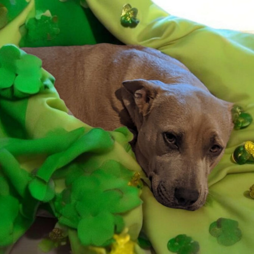 Trixie, an adoptable American Staffordshire Terrier, Mixed Breed in Madera, CA, 93638 | Photo Image 2