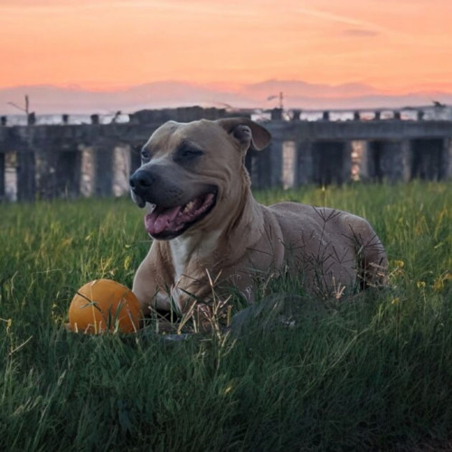 Trixie, an adoptable American Staffordshire Terrier, Mixed Breed in Madera, CA, 93638 | Photo Image 3