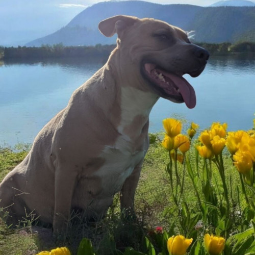 Trixie, an adoptable American Staffordshire Terrier, Mixed Breed in Madera, CA, 93638 | Photo Image 4