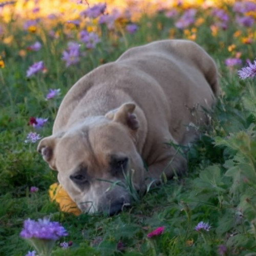 Trixie, an adoptable American Staffordshire Terrier, Mixed Breed in Madera, CA, 93638 | Photo Image 5