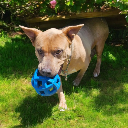 Trixie, an adoptable American Staffordshire Terrier, Mixed Breed in Madera, CA, 93638 | Photo Image 6