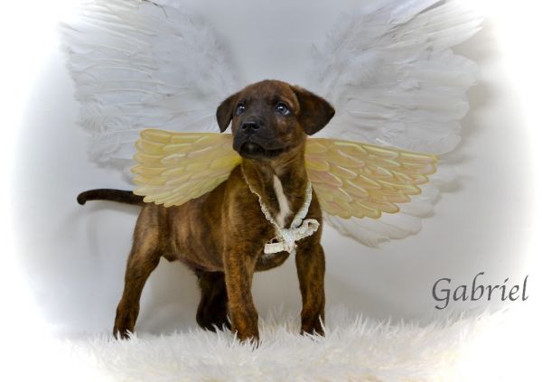 Gabriel 