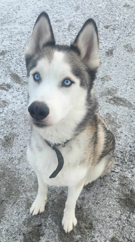 Rex, an adoptable Husky in Kenai, AK, 99611 | Photo Image 1
